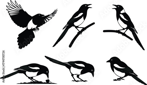 Magpie bird illustration, flying magpie, perched magpie, pecking magpie, black and white vector, bird behavior, wildlife sketch, nature drawing, animal pose