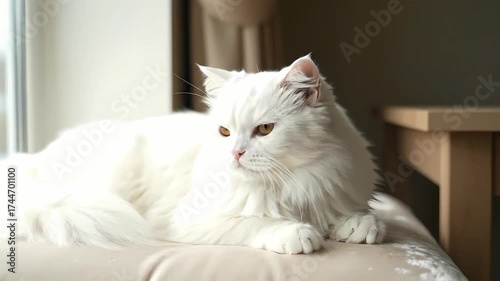 Serene white long-haired feline with golden eyes lounging comfortably by a window, enjoying the warm morning light