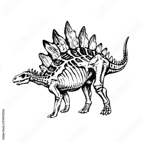 Monochrome Stegosaurus Skeletal and Muscular System Vector