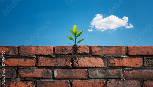 A small plant growing from a crack in a brick wall