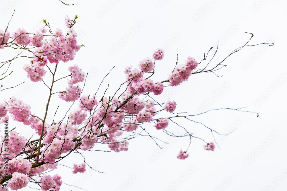 Fototapeta premium Lovely pink flowers are blooming beautifully on branches set against a serene backdrop, ideal for spring themes