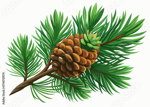 Pine branch with a mature pinecone and new growth