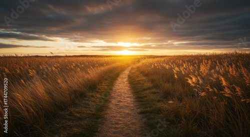 Scenic path through wheat field at sunset with dramatic sky