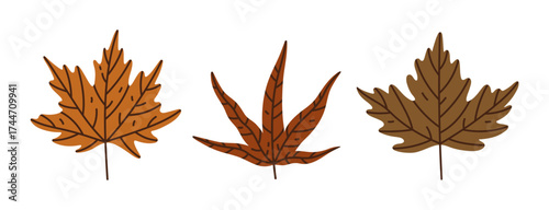 Maple leaves vector icon set. Hand drawn botanical clipart for seasonal decoration, autumn design, fall holidays. Colorful leaves with veins, isolated on white. Canadian forest plant, tree foliage
