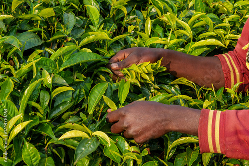 picking tea in mountain plantations in Nyungwe National Park plantation