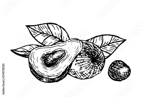 Vector illustration of whole and halved avocado with bone isolated. Composition of ripe avocado with leaves. Hand drawn linear vintage sketch.