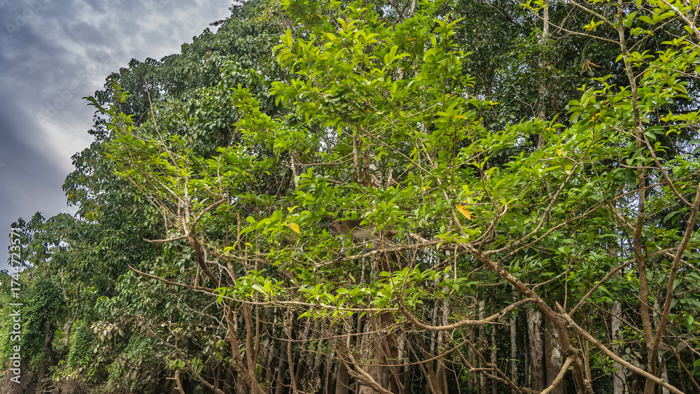 Fototapeta premium Wild monkey on a tropical tree. The macaque hid and lurk among the green leaves on a branch. Clouds in the sky. Malaysia. Borneo. Kinabatangan River Nature Reserve.