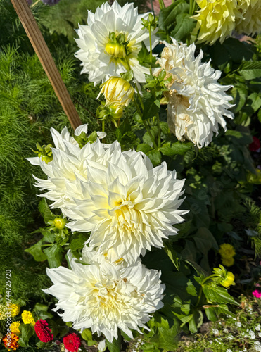 White chrysanthemums in a garden