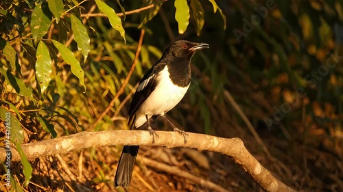 Profile view of an elegant magpie bird sitting on a rustic branch, illuminated by the golden hour sun in a natural habitat