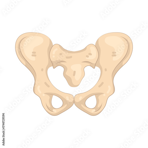Illustration of Human Pelvic Bone Anatomy