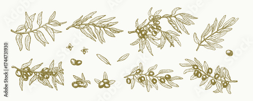 Green olive branch set. Hand drawn outline ink engraved sketch. Olive oil plant collection. Line art vector texture illustration. Green raw organic olive fruits and leaves vector illustration.