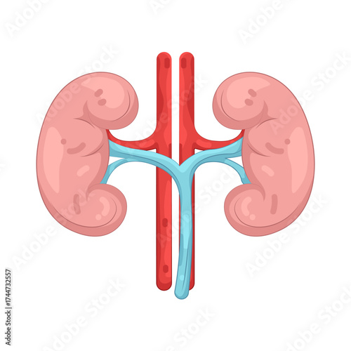 Illustration of Kidney and Blood Vessels