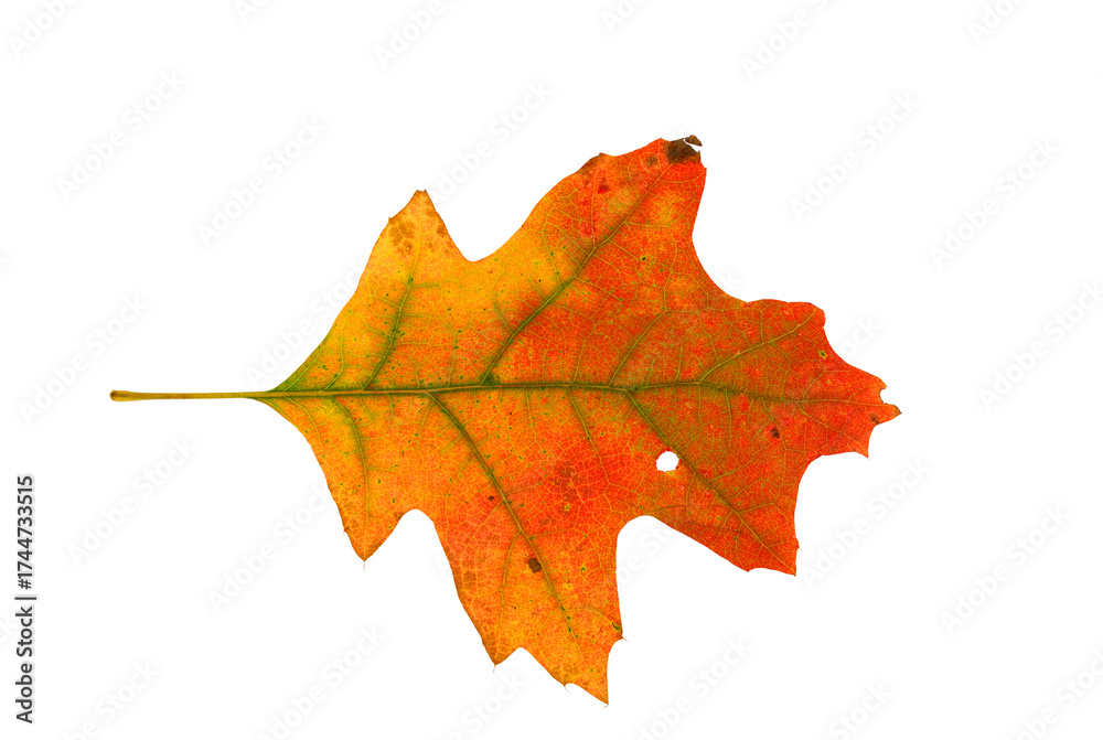 Obraz premium real colorful oak leaf isolated on white background