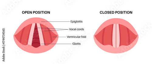 Vocal cords anatomy