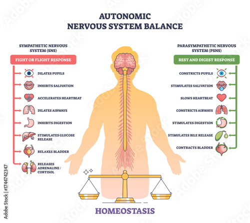 Autonomic nervous system balance shows a human outline, brain, and spinal cord, comparing sympathetic and parasympathetic responses, transparent background.