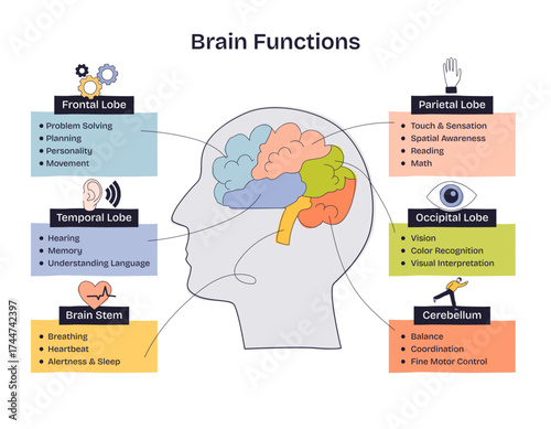 Brain functions are illustrated with labeled brain regions, highlighting lobes, stem, and cerebellum in a simple, clear layout, transparent background. Doodle style diagram