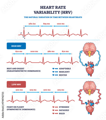 Heart rate variability (HRV) is shown with ECG lines, brain, and heart icons, illustrating high and low HRV states, transparent background.