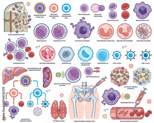 Hematopoiesis shows blood cell development with stem cells, bone marrow, and blood cell types, transparent background. Outline style worksheet collection