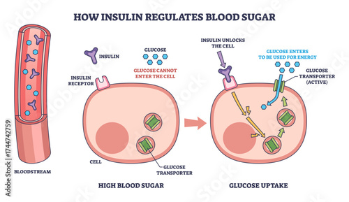 How insulin regulates blood sugar is shown with blood vessel, insulin, and cell, illustrating glucose uptake, transparent background.