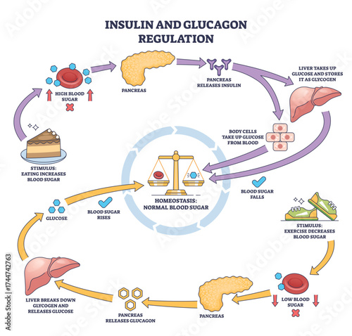 Insulin and glucagon regulation shows pancreas, liver, and blood sugar balance in a simple outline diagram, transparent background.