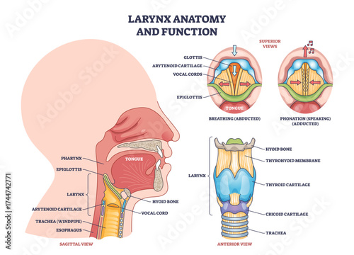Larynx anatomy and function shows vocal cords, epiglottis, and thyroid cartilage in a clear outline diagram, transparent background.