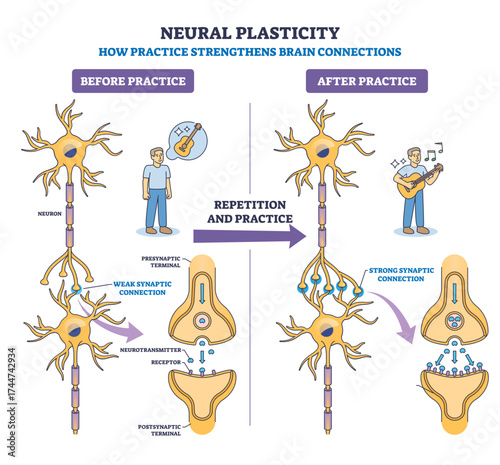 Neural plasticity shows how practice strengthens brain connections, key objects, neurons, synapses, person practicing, transparent background.