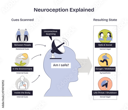 Neuroception explained shows how the brain scans cues between people, environment, and body to assess safety, danger, or shutdown, transparent background. Doodle style diagram