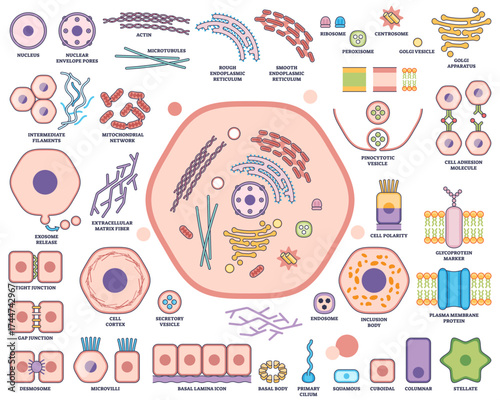 Cell organelle function and architecture visualizes nucleus, mitochondria, and endoplasmic reticulum in a labeled outline diagram, transparent background. Outline style worksheet collection