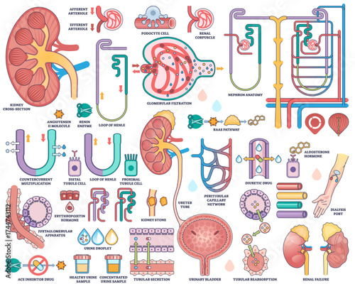 Renal system and kidney function illustrated with kidney cross-section, nephron anatomy, and urine formation process, transparent background. Outline style worksheet collection
