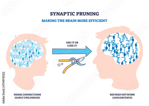 Synaptic pruning shows how the brain removes excess neural connections in adolescence for efficiency, key objects, brain, neurons, pruning shears, transparent background.