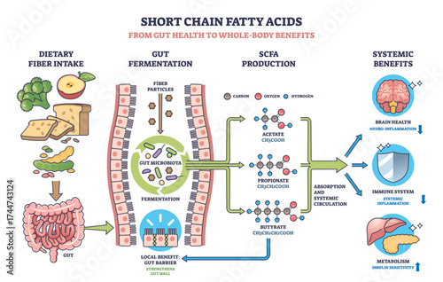 Short chain fatty acids diagram shows gut fermentation, SCFA production, and systemic benefits with gut, bacteria, and molecules, transparent background.
