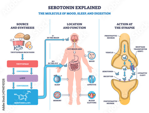 Serotonin explained with a visual outline showing synthesis, body locations, and synapse action, key objects, brain, gut, synapse, transparent background.