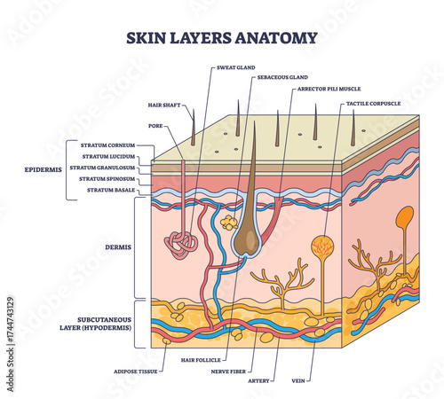 Skin layers anatomy shows epidermis, dermis, and hypodermis with hair follicle, nerve fiber, and sweat gland, transparent background.