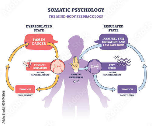 Somatic psychology diagram shows mind-body feedback loop, highlighting emotion, physical sensation, and somatic awareness, transparent background.