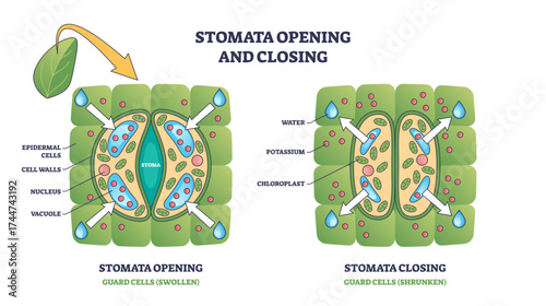 Stomata opening and closing shows guard cells, stoma, and water movement in a plant leaf, transparent background.