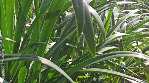 Wallpaper Mural A stunning spider lily plant with elegant white petals and long, slender filaments, showcasing tropical beauty and graceful floral form. Torontodigital.ca