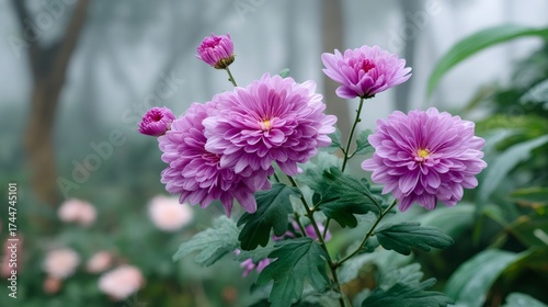 Purple chrysanthemum flowers blooming in a misty garden