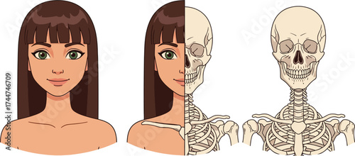 Illustration of human anatomy showing skin and skeleton