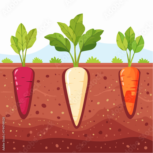 Vegetable roots in soil, underground. Flat vector illustration isolated on white background