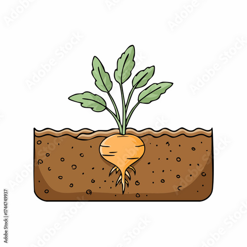 Vegetable roots in soil, underground. Flat vector illustration isolated on white background