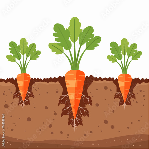 Vegetable roots in soil, underground. Flat vector illustration isolated on white background