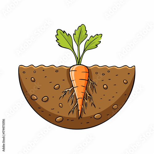 Vegetable roots in soil, underground. Flat vector illustration isolated on white background
