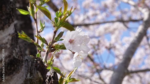 満開のソメイヨシノの白い花がクローズアップされ新緑の若葉が日差しに照らされ光を反射する春の固定ショットフッテージ