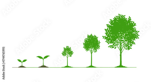 Visual representation of plant growth from a seedling to a mature tree over time.