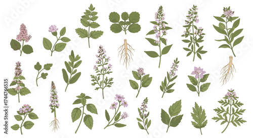 A curated collection of botanical illustrations featuring various medicinal herbs and wildflowers.