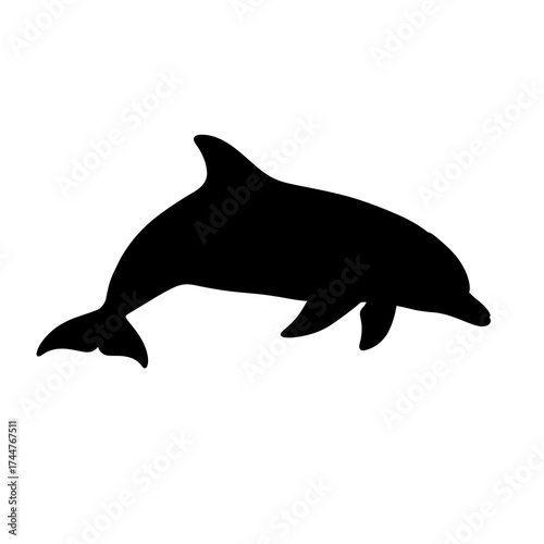 dolphin isolated on white background