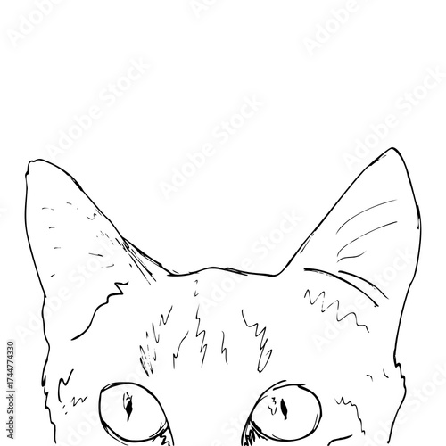 Hand drawn realistic peeking cat