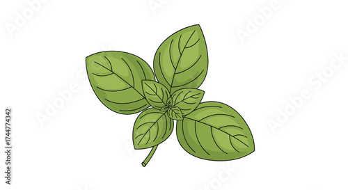 A sprig of fresh green basil leaves with a stalk.