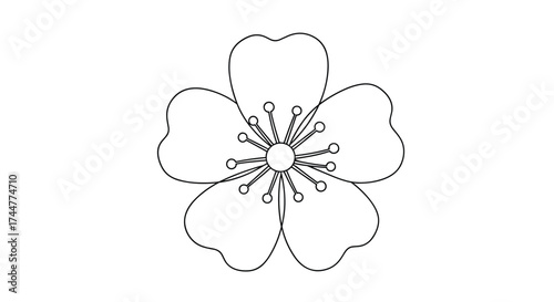 A delicate outline drawing of a single five-petaled flower with a central stamen cluster.