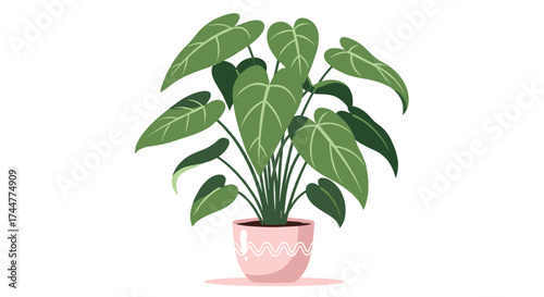 A potted green plant with large leaves in a decorative pot.
